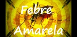 Vetor da dengue e da Febre Amarela o Aedes aegypti transmite a doena atravs da picada.