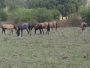 SAMAI: Multa para retirada de cavalos apreendidos é de R$ 691; Proprietário tem três dias para retirar o animal