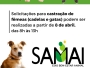 Cadastramento para sexta etapa de castrao gratuita de cadelas e gatas inicia em 8 de abril